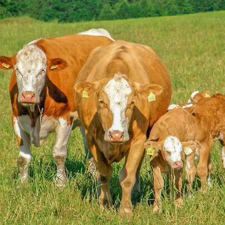 Ferienwohnung Neuhausen