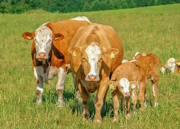 Ferienwohnung Neuhausen